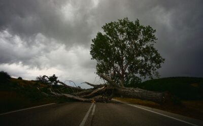What You Should Know About Fallen Tree Insurance Claims 